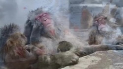 پارک میمون ها در ژاپن