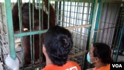 Orangutan yang terluka parah di dalam kandang di Taman Satwa Taru Jurug di Solo, Jawa Tengah, dirawat oleh dokter dan aktivis. (VOA/Yudha Satriawan)