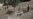Christian Graves Desecrated in Central Israel