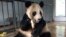 Female Giant Panda Qiao Yuan, 24, eats a bamboo shoot at the China Conservation and Research Center for the Giant Panda Dujiangyan Base in the southwestern province of Sichuan, March 25, 2017.