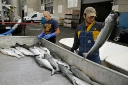 Cooper Campbell, right, with the California Department of Fish and Wildlife, looks for chinook salmon that are from their hatchery project at Fisherman's Wharf in San Francisco, July 22, 2019.