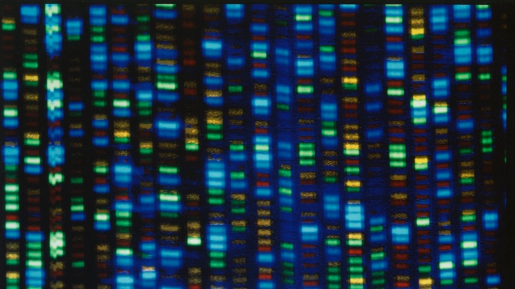 Scientists Release New Accounting of Human Genome