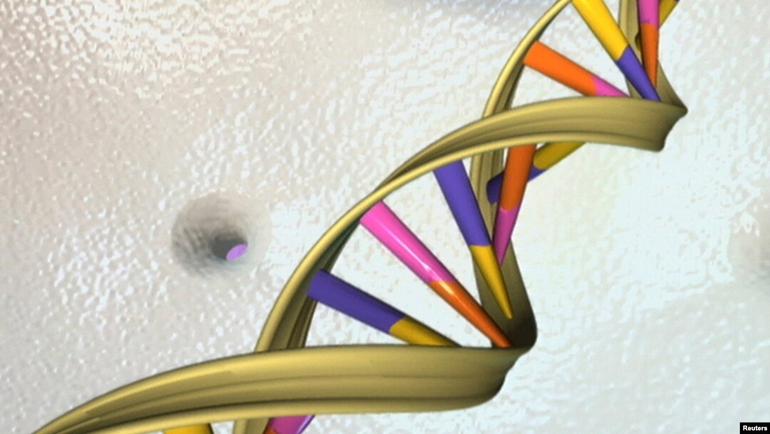 Foto ilustrasi DNA yang dirilis oleh National Human Gnome Research Institute, 15 Mei 2012.