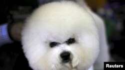 FILE - A Bichon Frise is groomed in the benching area before judging at the 2016 Westminster Kennel Club Dog Show in the Manhattan borough of New York City, February 15, 2016. 
