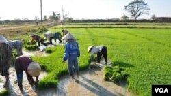 Pengamat mengatakan, perekonomian berbasis perdesaan merupakan solusi untuk menekan angka kemiskinan (foto: dok).