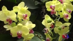 Botanika bog'idagi nafis orxideyalar