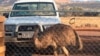 Australian Outback Bar Bans Emus 