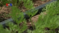 Solar-Powered Irrigation Saves Money and Energy in Africa