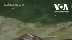 Маленький гіпопотамчик бавиться у воді в зоопарку Сан-Дієго. Відео