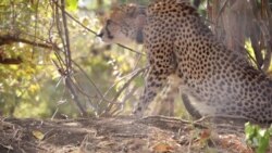 Malawi Reintroduces Cheetahs After 20-Year Absence