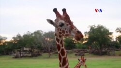 Կոստա Ռիկայի զբոսայգիներից մեկը հյուրընկալել է ընձուղտների խմբաքանակ