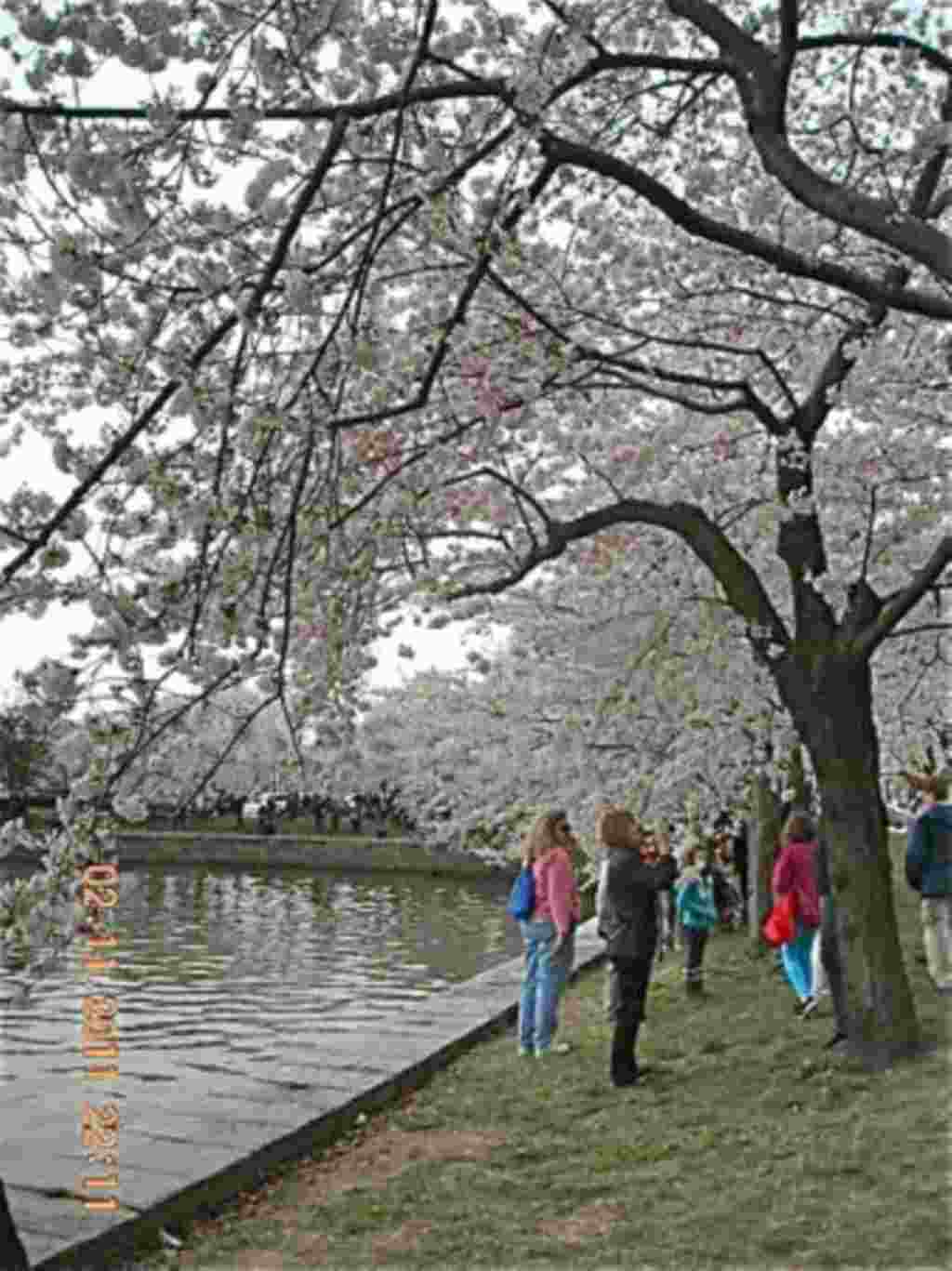 فستیوال شکوفه های گیلاس در واشنگتن ۲۰۱۱