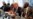 Trump: No Mass Deportation of Illegals; No Citizenship Either