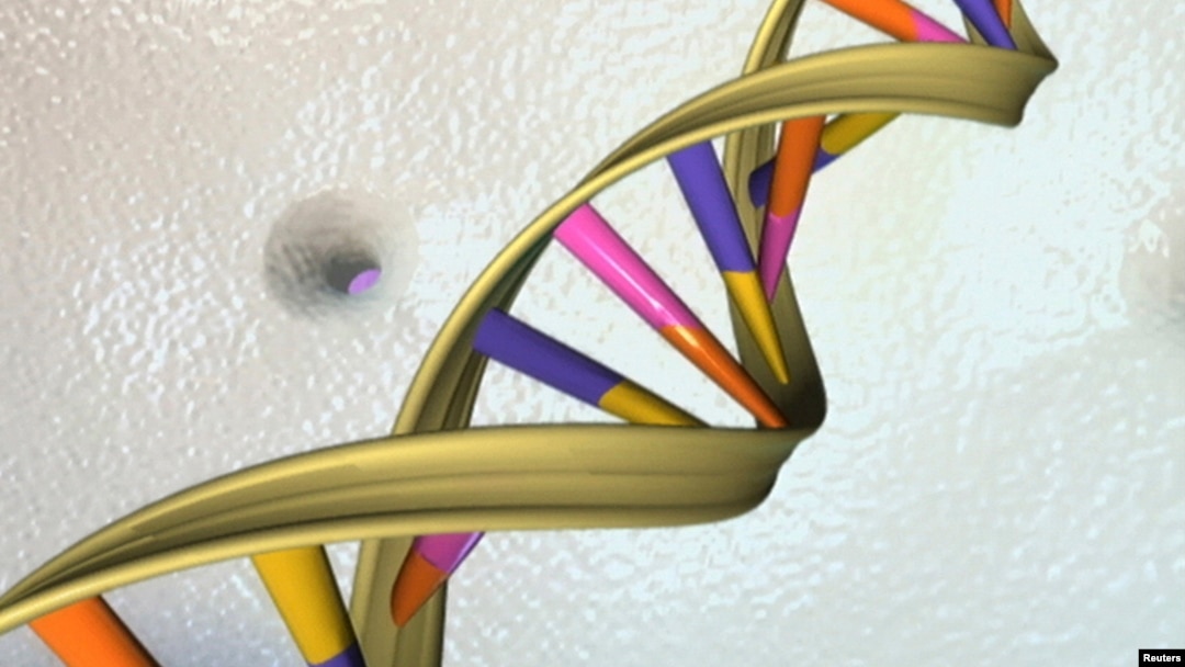 FILE - An undated artist's illustration of a DNA double helix released by the National Human Genome Research Institute to Reuters on May 15, 2012. 