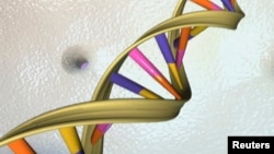 FILE - An undated artist's illustration of a DNA double helix released by the National Human Genome Research Institute to Reuters on May 15, 2012. 