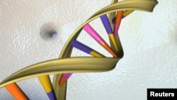FILE - A DNA double helix is seen in an undated artist's illustration released by the National Human Genome Research Institute to Reuters on May 15, 2012. 