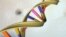 FILE - A DNA double helix is seen in an undated artist's illustration released by the National Human Genome Research Institute to Reuters on May 15, 2012. 