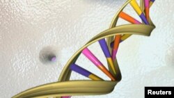 Ilustrasi DNA double helix yang dirilis oleh National Human Genome Research Institute (foto: ilustrasi). Para pakar bahkan berharap bisa menyusun genome manusia dalam 10 tahun ke depan. 