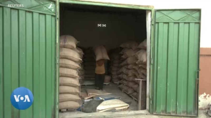 Ghana : Les pertes financières du secteur du cacao