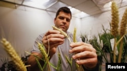 Agricultural engineer Maximiliano Marzetti checks a genetically modified wheat with a strain called HB4, which has a gene that helps it better tolerate drought, inside a laboratory at Bioceres Crop Solutions in Rosario, Argentina July 19, 2022. (REUTERS/Agustin Marcarian)