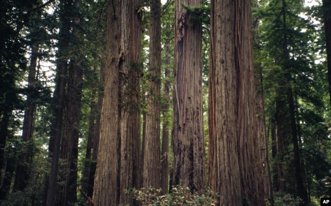 This image provided by Bugwood.org shows a group of coastal redwood trees (Sequoia sempervirens), one of two species designated as state trees of California. (Brian Lockhart/USDA Forest Service/Bugwood.org via AP)