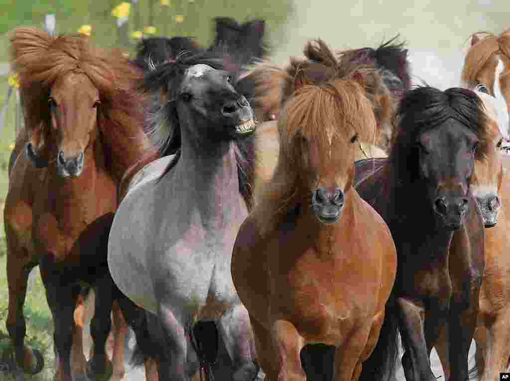 Iceland horses run in their paddock in Wehrheim, Germany.