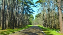 Traveling the Natchez Trace