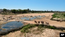 This photo, made available by the World Food Program, Nov. 2, 2021, shows people living in and around Tsihombe, Madagascar, gathering at holes dug to access water. International agencies warn that more than 1.1 million people in southern Madagascar urgent