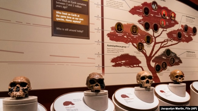 FILE - Casts of skulls are seen inside an exhibit of early human species inside the Smithsonian Hall of Human Origins, Thursday, July 20, 2023, at the Smithsonian Museum of Natural History, in Washington. 