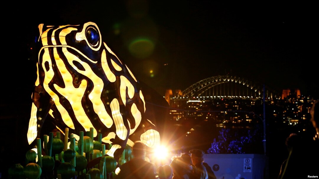 Lentera raksasa berbentuk kodok Corroboree yang terancam punah di depan Jembatan Pelabuhan Sydney dalam sebuah acara yang digelar Kebun Binatang Taronga, Sydney, Australia, 24 Mei 2016.