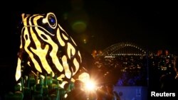 Lentera raksasa berbentuk kodok Corroboree yang terancam punah di depan Jembatan Pelabuhan Sydney dalam sebuah acara yang digelar Kebun Binatang Taronga, Sydney, Australia, 24 Mei 2016.