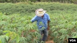 Casi dos tercios de las plantas que están en peligro de extinción se encuentran en bosques húmedos tropicales.