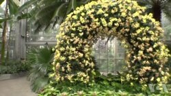 华盛顿美国植物园正在展示兰花
