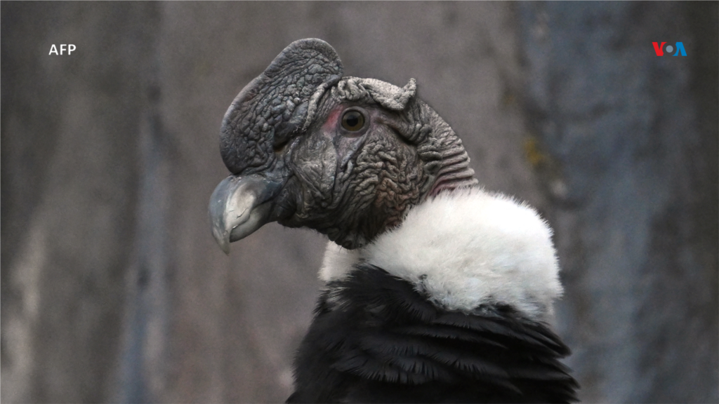 El cóndor andino es un ave enorme que se encuentra entre las más grandes del mundo capaces de volar.