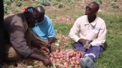 Teknik Pertanian Ramah Lingkungan Berkembang di Senegal ​
