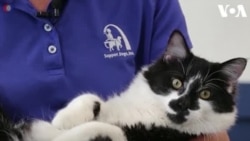 Kucing Bantu Anjing Pemandu Toleransi Hewan Lain