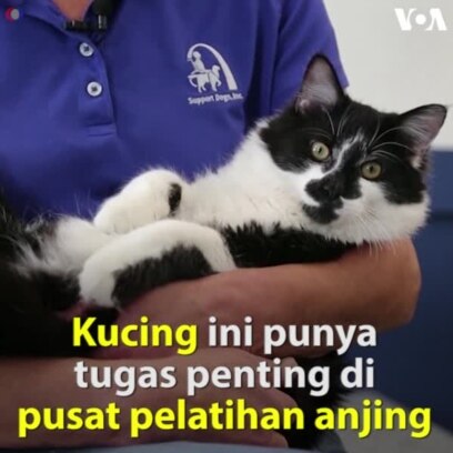 Kucing Bantu Anjing Pemandu Toleransi Hewan Lain
