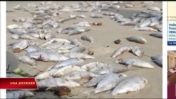 Truyền hình VOA 14/11/18: Hai tấn cá chết dạt biển Đà Nẵng