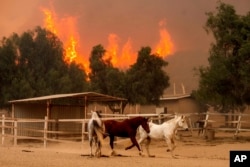 Flames from the Mountain Fire leap on  a hillside arsenic  horses gallop successful  an enclosure astatine  Swanhill Farms successful  Moorpark, Calif., Nov. 7, 2024.