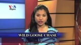 Wild Goose Chase រក​អ្វី​មួយ​ដែល​គ្មាន​សង្ឃឹម​ថា នឹង​រក​ឃើញ