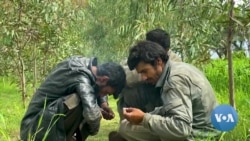 "A Crise de Vício no Afeganistão" - Produção de metanfetamina pode rivalizar com comércio de ópio