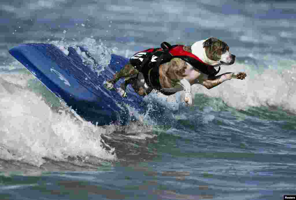 A dog wipes out while competing in the Surf City surf dog competition in Huntington Beach, California, Sept. 29, 2013.