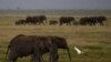 African Wildlife Parks Face Threats
