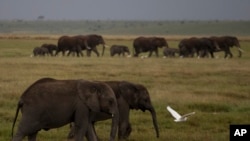 FILE: Elephants head toward forest cover, as dusk approaches, in Kenya's Amboseli National Park. Taken 12.6.2013