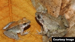 Specie të reja (mashkull majtas, femër djathtas) nga ishulli Sulawesi në Indonezi, nuk bëjnë vezë apo lindin brektosa.  