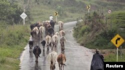 El ganado sano es seguridad para la economía de los países y para el sostenimiento de las comunidades.