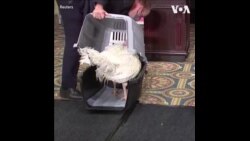 来自艾奥瓦州的两只幸运火鸡到达华盛顿等待总统赦免