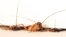 Three cockroaches squeeze though a 3mm crevice under a door at different stages of traversal in this undated handout photo. (Courtesy of PolyPEDAL Lab, UC-Berkeley) 