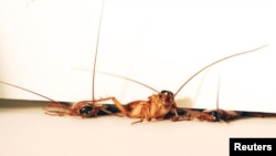 FILE: Three cockroaches squeeze though a 3mm crevice under a room door at different stages of traversal, in this undated handout photo courtesy of PolyPEDAL Lab, UC Berkeley. 