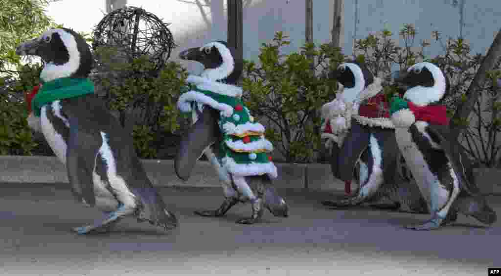پنگوئن های آفریقایی با لباس های کریسمس در پارک تفریحی و آکواریوم &laquo;بهشت دریای هاکی&zwnj;جیما&raquo; در یوکوهومای ژاپن